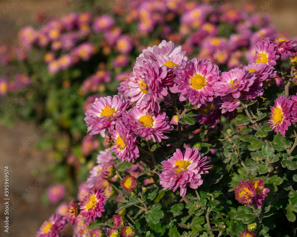 Obraz premium Chrysanthemum. Pink chrysanthemum bush. Flowering plant. Growing flowers.