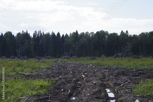 forest