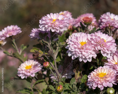 Chrysanthemums. Pink and yellow flowers