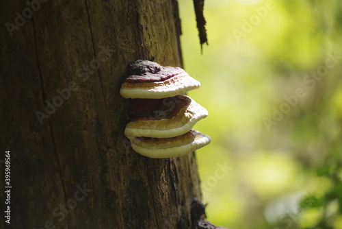 close up of a mushroom