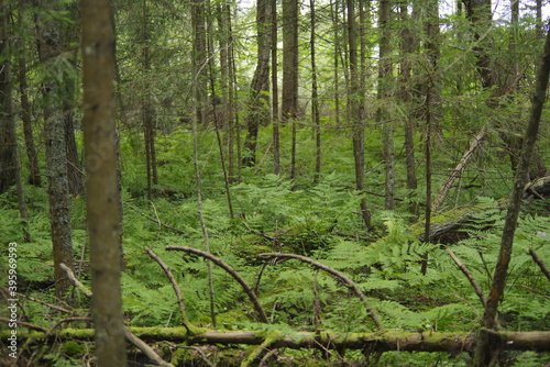 trees in the forest