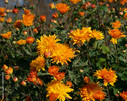 Chrysanthemums. A bush of blooming autumn chrysanthemums. Plant with small bright orange flowers.