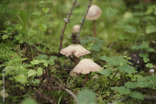 mushrooms in the forest