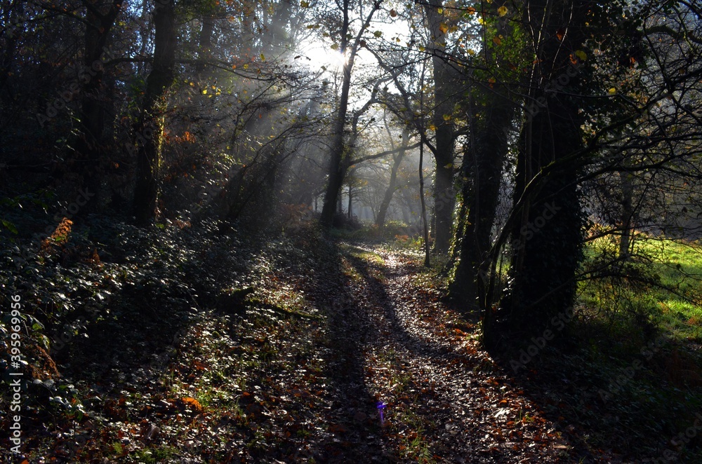 Obraz premium soleil en sous bois