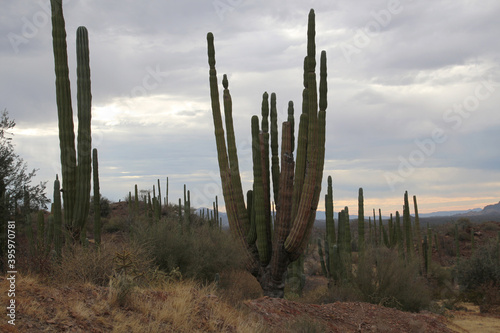 Cactus landscape Baja California Sur
