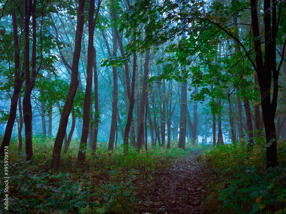Fototapeta premium Dark forest in thick fog. Mystical landscape. Spooky park.