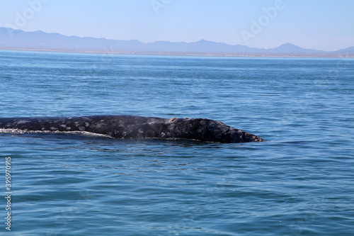 Gray whale  Whale watching in Mexico  Baja California Sur