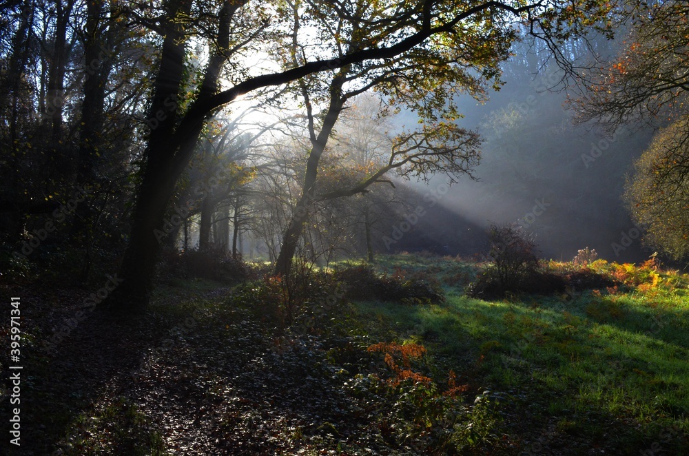 Obraz premium sous bois