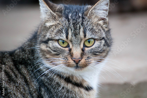 Gray-brown striped cat with a white breast on a gray background.Portrait of a beautiful gray cat closeup.Photo of a cat full face.
The cat looks straight.
Strict look of a pet.