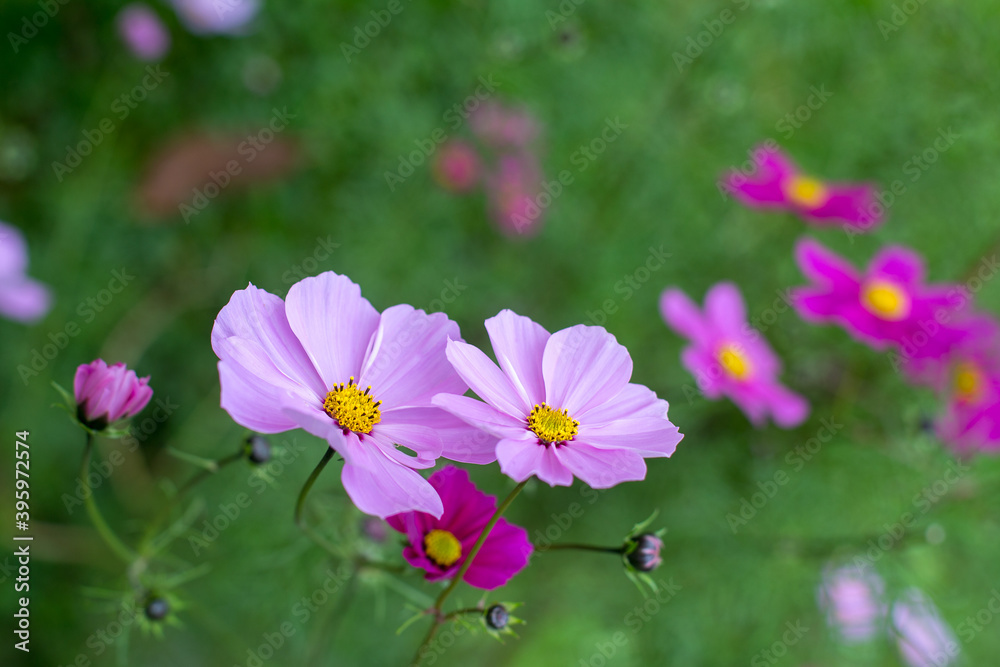 Alcuni fiori di cosmea rosa in primo piano e altri fiori rosa e fucsia sfocati sullo sfondo formato orizzontale Alcuni fiori di cosmea rosa in primo piano e altri fiori rosa e fucsia sfocati sullo sfondo formato orizzontale