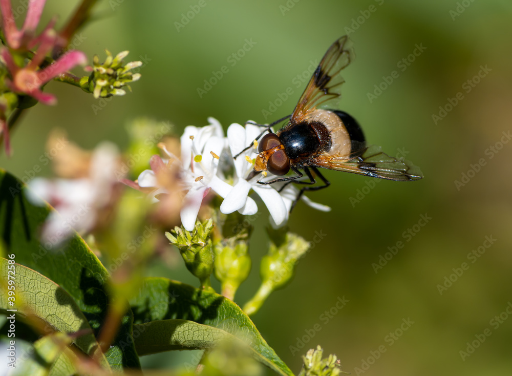 Macro of a pellucid fly Macro of a pellucid fly