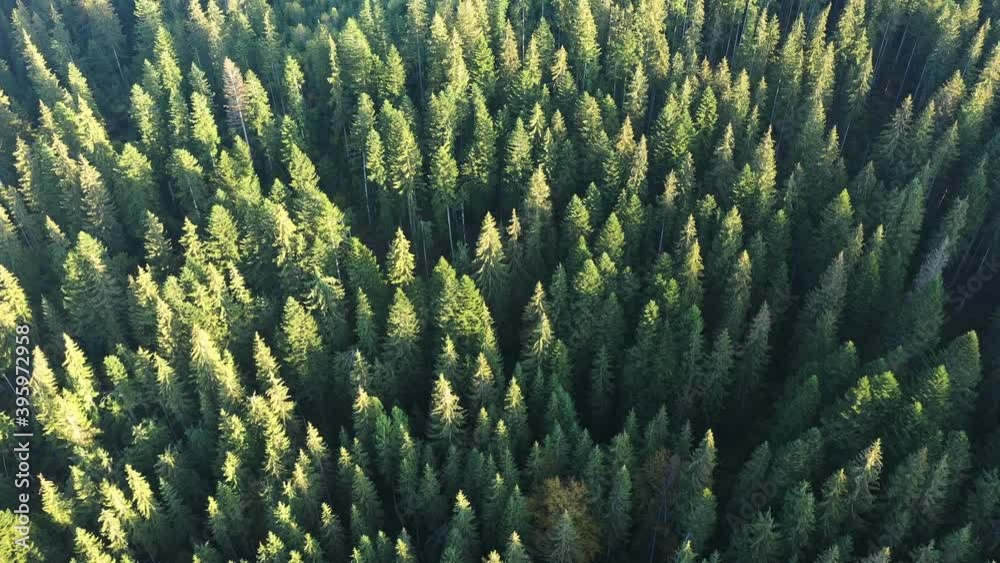Aerial drone top down fly over autumn forest. Green pine and orange beech trees in Carpathian mountains. 4K UHD video Aerial drone top down fly over autumn forest. Green pine and orange beech trees in Carpathian mountains. 4K UHD video