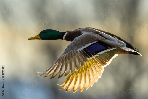 Mallard duck drake in fast flight. In backlight at sunset. Frozen motion. Side view, closeup. Illuminated wings. Genus species Anas platyrhynchos. photo