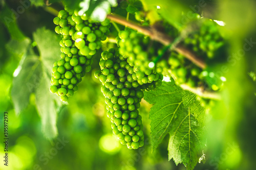 Fotografie Detail of a bunch of grapes.