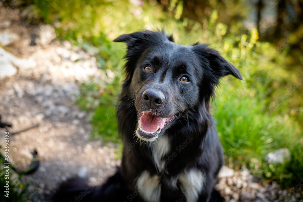 Fototapeta premium Portrait of happy black border collie.