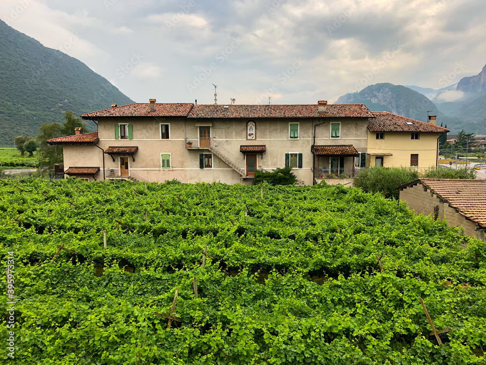 Vineyard of Garda trentino region, Italy. Vineyard of Garda trentino region, Italy.