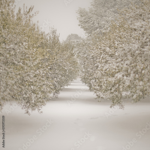 Oliviers sous la neige 