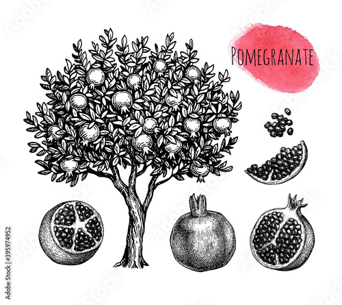 Pomegranate ink sketch collection.
