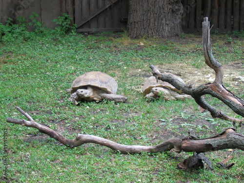 Large turtles in the Kiev zoo.