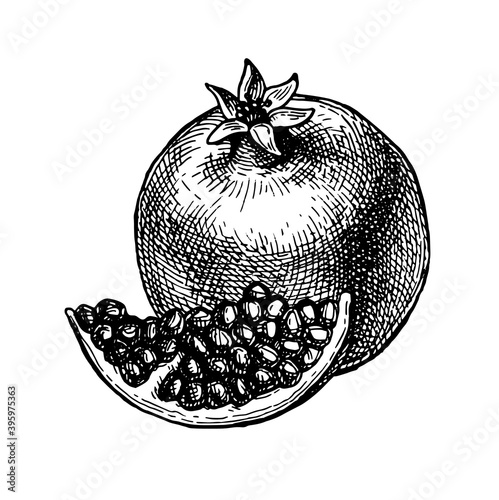 Ink sketch of pomegranate.