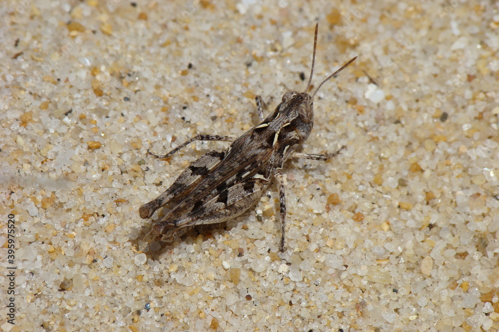 Jago's Cross-backed Grasshopper (Dociostaurus jagoi)
