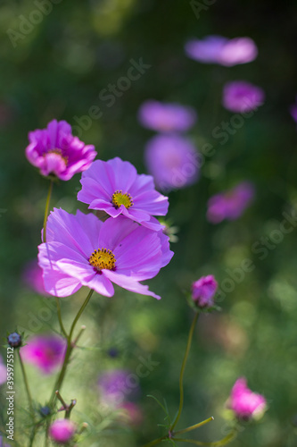 Fiori di cosmea in primo piano su un prato verde con fiori rosa sullo sfondo sfocati