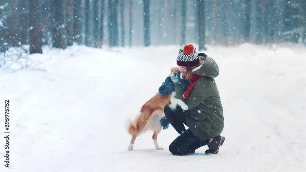 Young happy woman train her border collie dog in snowy winter forest. Doggy wrap itself in blue scarf. Best friends play and having fun. Joyful game and tame. Purebred dog get ready for exhibition.