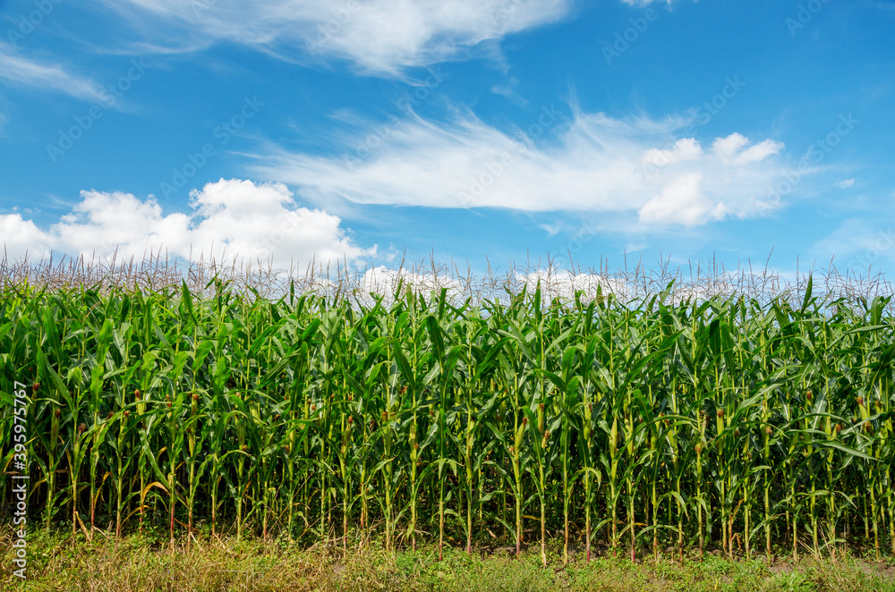 Green corn growing in farm field on a background of blue sky with beautiful white clouds