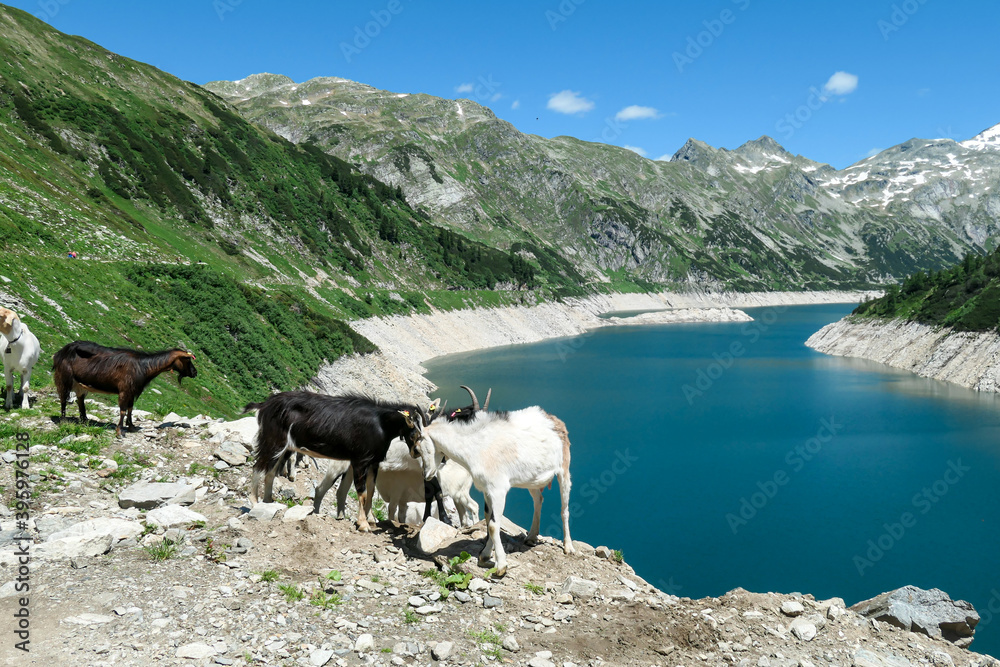 Obraz premium A group of goats playing at the artificial lake side in high Alps. The lake stretches over a vast territory, shining with navy blue color. The dam is surrounded by high mountains. Natural habitat