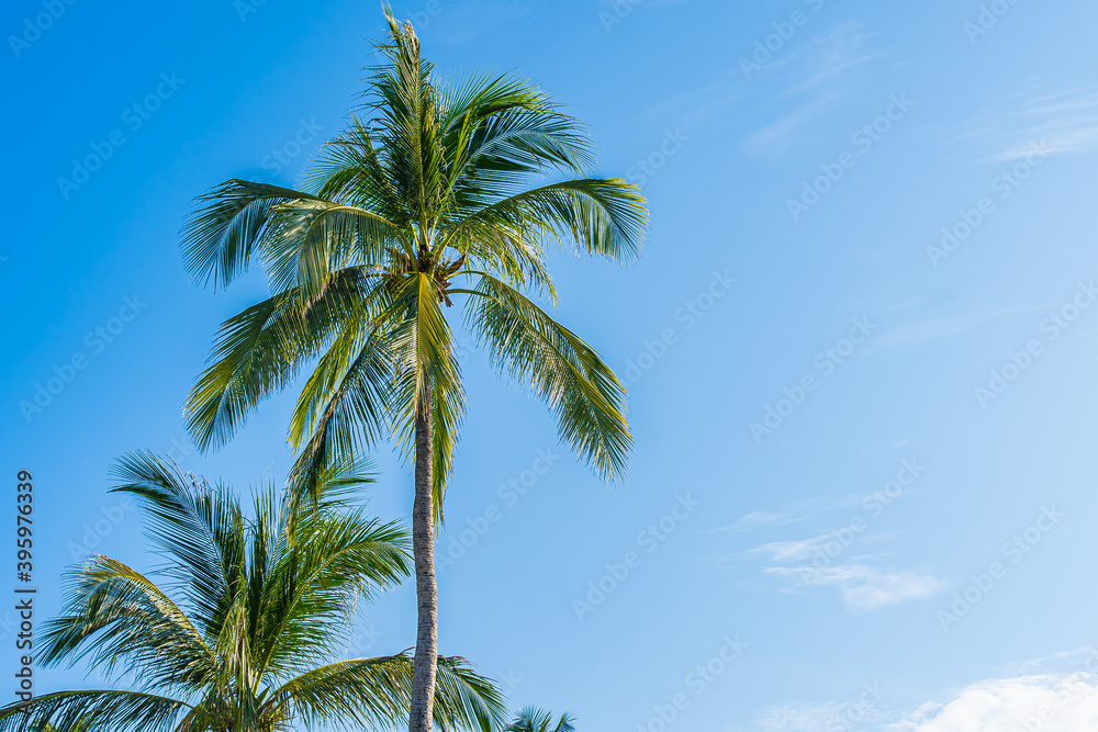 Beautiful tropical coconut palm tree with white cloud around blue sky
