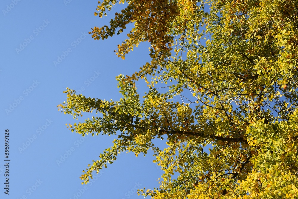 Branches with yellow leaves of Ginkgo biloba, also known as the maidenhair tree, against blue sky. Branches with yellow leaves of Ginkgo biloba, also known as the maidenhair tree, against blue sky.