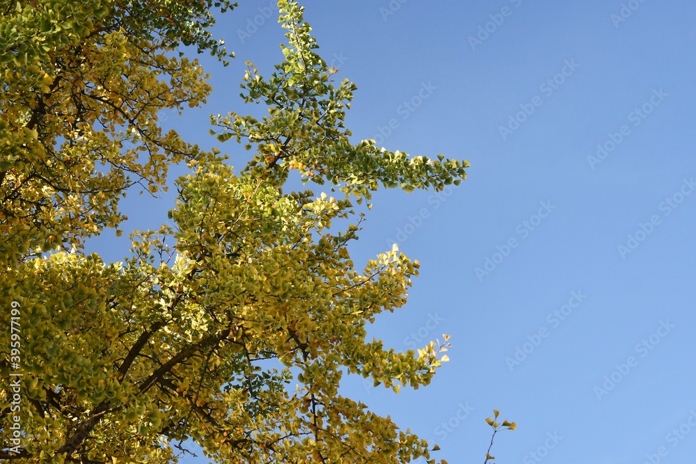 Obraz premium Branches with yellow leaves of Ginkgo biloba, also known as the maidenhair tree, against blue sky.