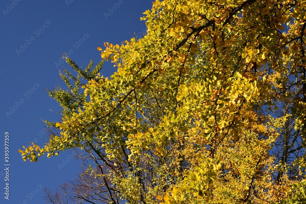 Branches with yellow leaves of Ginkgo biloba, also known as the maidenhair tree, against blue sky. Branches with yellow leaves of Ginkgo biloba, also known as the maidenhair tree, against blue sky.
