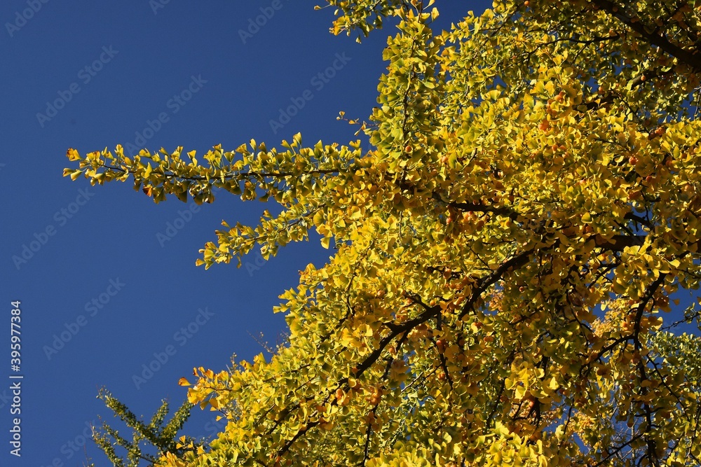 Fototapeta premium Branches with yellow leaves of Ginkgo biloba, also known as the maidenhair tree, against blue sky.