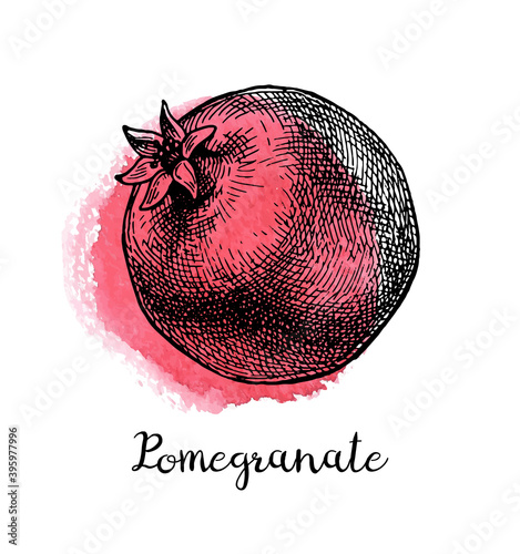 Ink sketch of pomegranate.