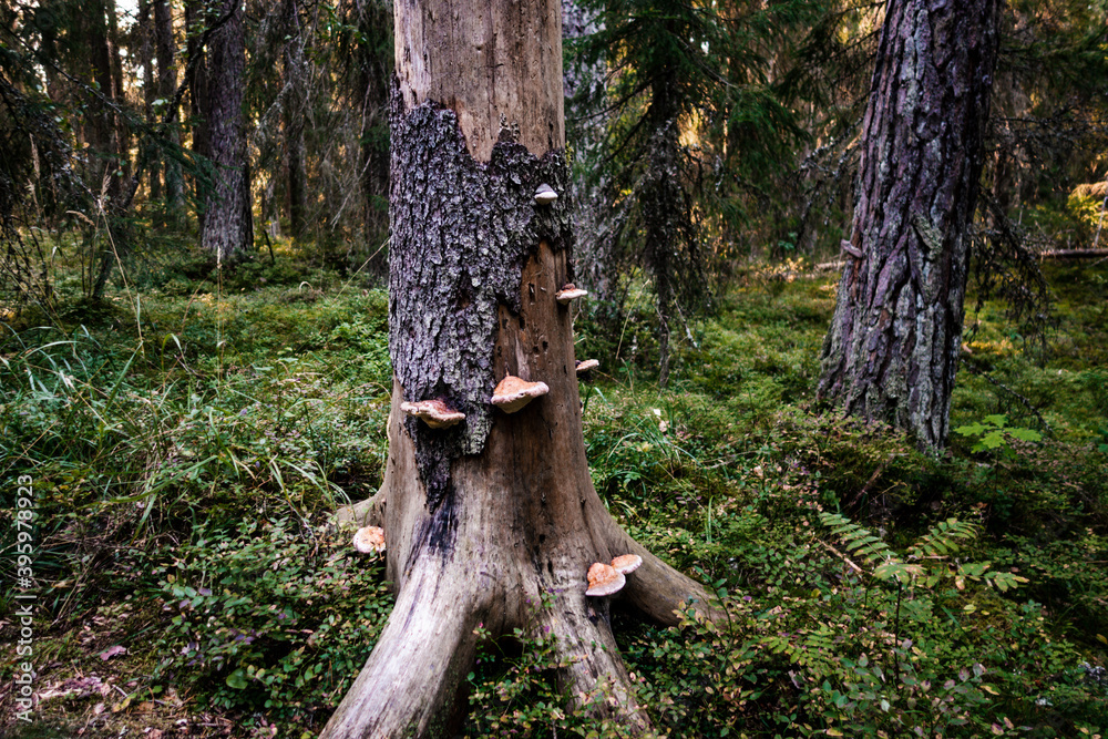 Obraz premium A tree in the Finnish forest with tree with some mushrooms living on it