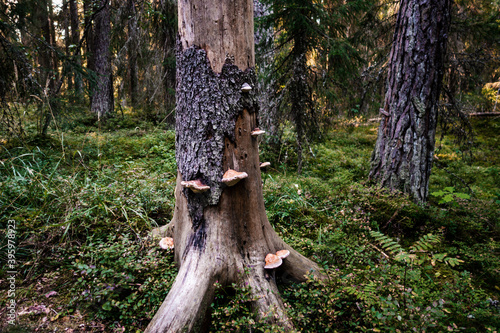 A tree in the Finnish forest with tree with some mushrooms living on it