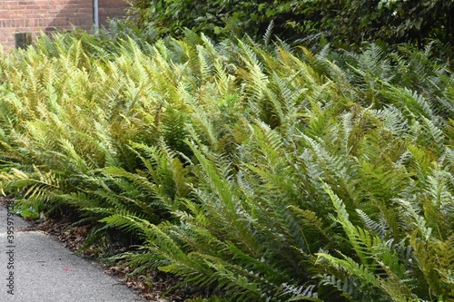 Fern leaves, Polypodiopsida or Polypodiophyta, in the park.