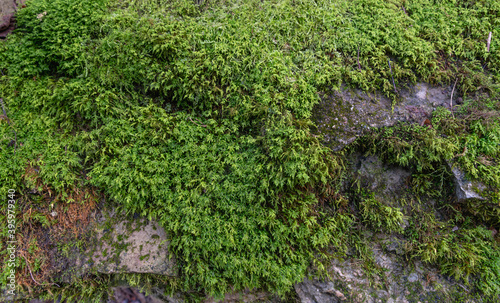 Boulder covered with a green fresh moss