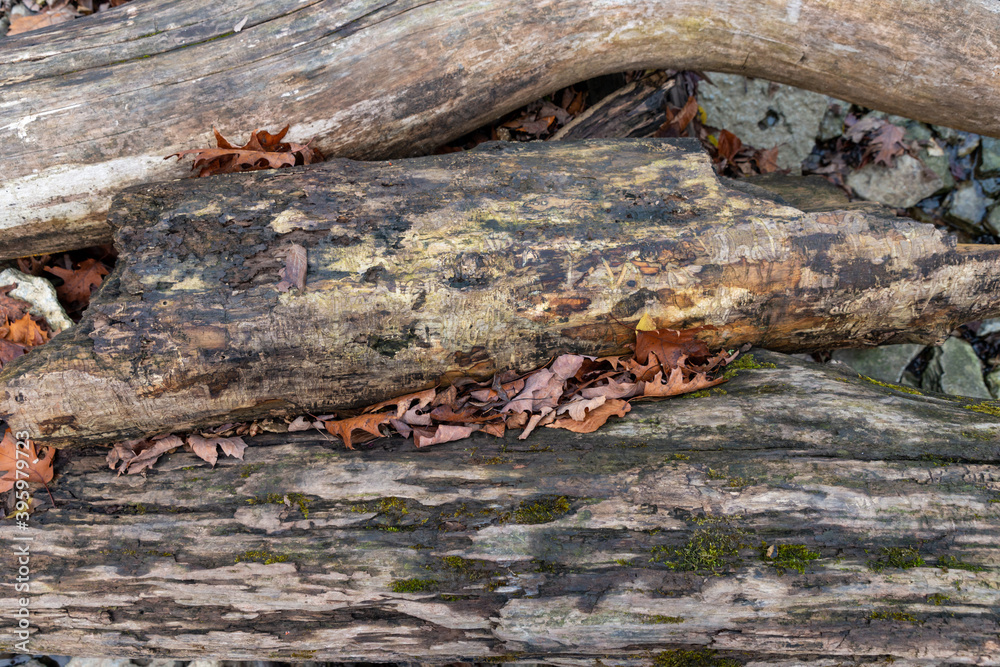 Closeup of several fallen rotten tree trunks Closeup of several fallen rotten tree trunks