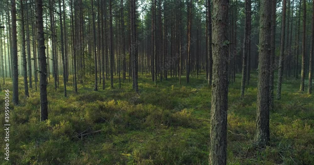Forest at sunrise moving between the trees backwards Forest at sunrise moving between the trees backwards