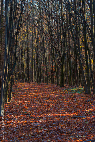 A field autumn road covered with fallen leaves from trees.