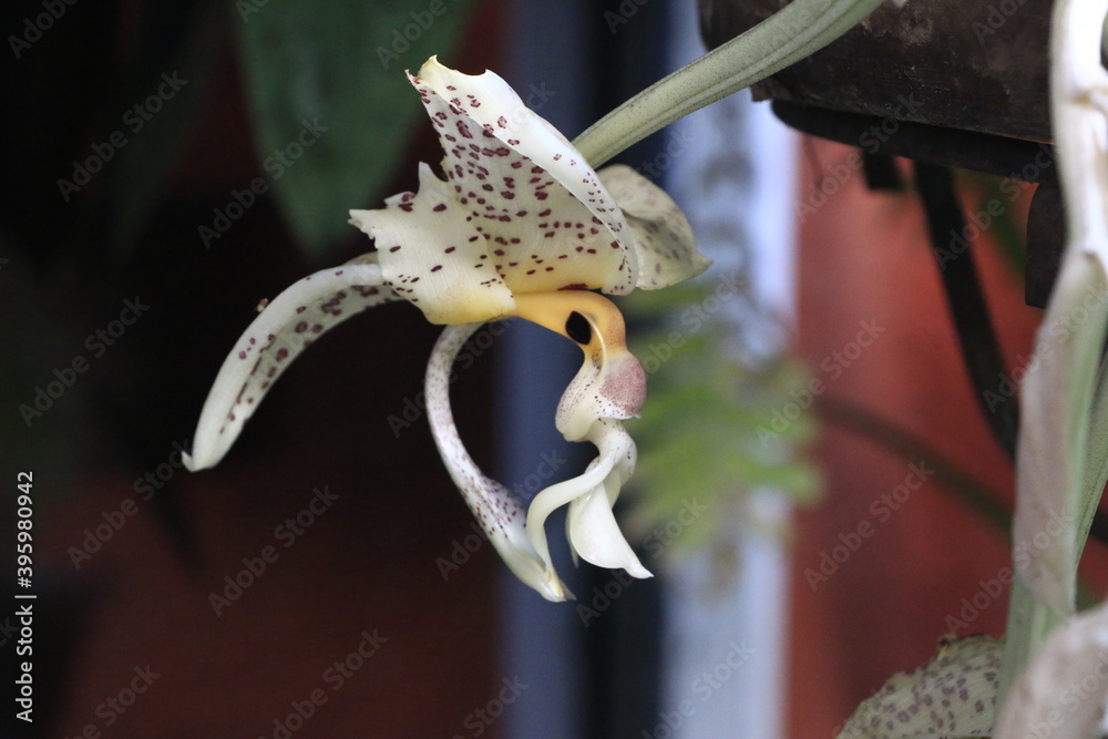 Naklejka premium ORQUIDEAS FLORES DE ORNATO