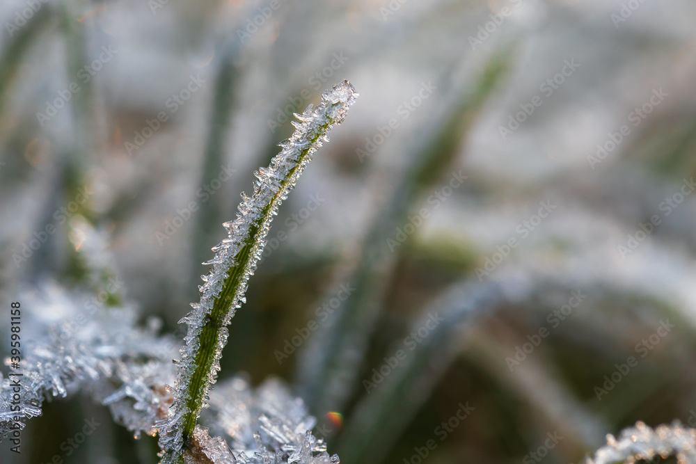 Morning icing of white ice crystals on a blade of grass. Morning icing of white ice crystals on a blade of grass.