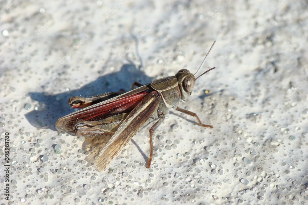 Barbarian Grasshopper (Calliptamus barbarus) Barbarian Grasshopper (Calliptamus barbarus)
