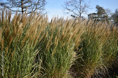 Tableau sur toile Ornamental plant of Miscanthus Sinensis Malepartus or Chinese silver grass, in the garden