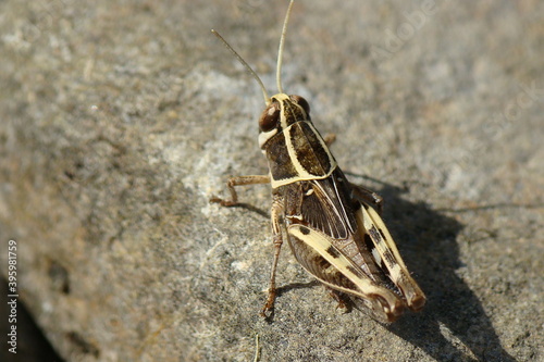 Barbarian Grasshopper (Calliptamus barbarus)