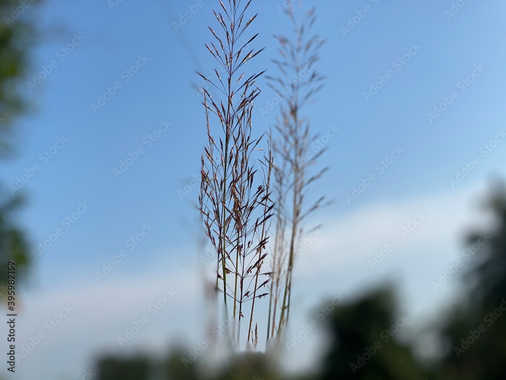 Obraz premium pine tree branches thuththiri