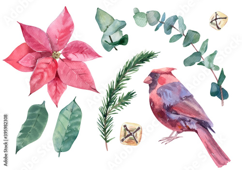 Watercolor vector Christmas set with floral elements and bird cardinal © Юлия Павлова