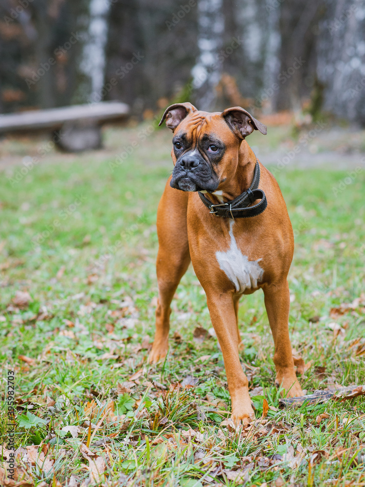 German boxer dog in the park